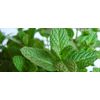 Peppermint essential oil
