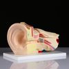 Сималенд / Human Ear Layout