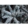 Fir-tree snow-covered light "Classic" premium