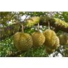 Durian - "The King of All Fruits"