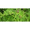 The essential oil of Thuja