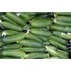 Fresh greenhouse cucumbers - harvest 2019