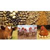 COMBINE FEEDS