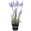 Kaemingk / Artificial flower Lavender Loddon Blue in a pot 38 cm