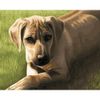 Опт-картина / Tranh theo số 40x50 Ridgeback