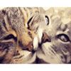 Опт-картина / Peinture par numéros 40x50 Cat's love