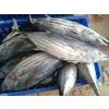 Fresh frozen fish Tuna