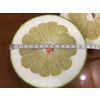 Fresh pomelo