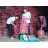 Fresh ginger root