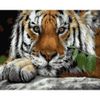 Опт-картина / Peinture par numéros 40x50 Yeux de tigre