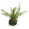 Kaemingk / Artificial fern in kokedam Filix-Femina 35 * 28 cm