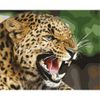 Опт-картина / Malen nach Zahlen 40x50 Leopardengrinsen