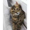 Опт-картина / Tranh theo số 40x50 Tabby kitten