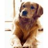 Опт-картина / Pittura con numeri 40x50 Retriever