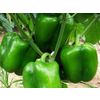 Bell pepper