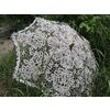 Кружевной Край / Lace Edge / Flower Meadow Umbrella