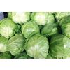 Young cabbage