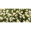 Hydrosol of German Chamomile