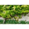 Greengo / Photo Banner, 300 × 160 cm