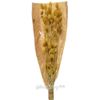 Kaemingk / Dried flowers for floristry Falaris 50 cm yellow