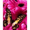 Опт-картина / Malen nach Zahlen 40x50 Schwalbenschwanz und Gerbera