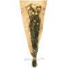 Kaemingk / Dried flowers for bouquets Gelikhrizum 50 cm white
