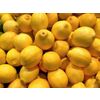 Lemon fresh greenhouse