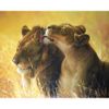Опт-картина / Peinture par numéros 40x50 La tendresse du lion