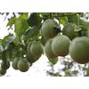 Passion fruit
