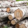 Birch logs