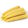 LITTLE CORN SKU: 0043