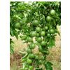 Seedless lime