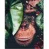 Опт-картина / Diamond mosaic, 40x50, square rhinestones Chimpanzee in leaves