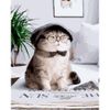 Опт-картина / Pintura por números 40x50 Gato en una gorra
