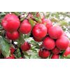 Fresh apples Idared