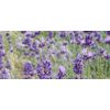 Lavender essential oil