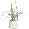 Kaemingk / Artificial plant in pots Haworthia 30 cm
