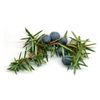 Juniper Flower Water