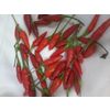 Chilli