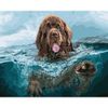 Опт-картина / Pittura con numeri 40x50 Cane nell'acqua