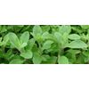 Marjoram essential oil