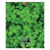 HATBER / Notebook А5 96l. bracket, cage, cardboard cover, "MOREgreen" / 30 pcs.