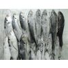 Frozen Mackerel