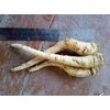 Parsley root