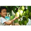 Fresh Vinaf mango fruits