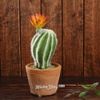 Kaemingk / Artificial potted cactus Cereus Flame Flower 19 cm