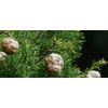 Cypress essential oil