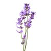 Lavender oil