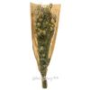 Kaemingk / Dried flowers for floristry Nigella 50 cm green
