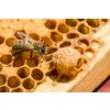 Powder propolis